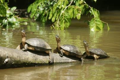 best-things-to-do-in-tortuguero-costa-rica