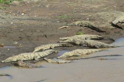 crocodiles-in-costa-rica