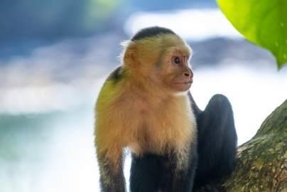 monkeys-in-costa-rica