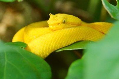 snakes-in-costa-rica