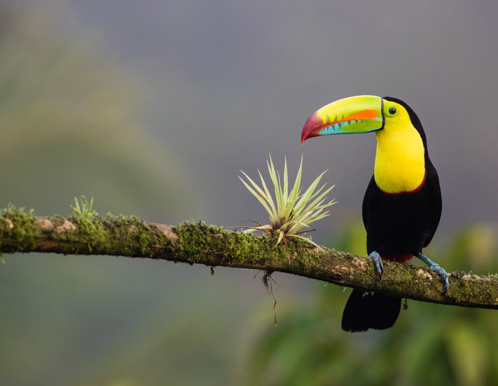 toucan-discover-costa-rica